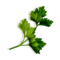 Petroselinum crispum
